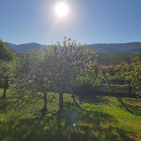 Studio Aux Pieds Des Vignes 埃圭斯海姆 外观 照片